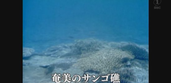 1978年：龍郷湾、奄美のサンゴ礁