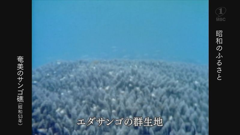 1978年：龍郷湾、奄美のサンゴ礁