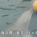 1974年：「沖縄海洋博」に奄美のイルカ。捕獲～訓練の様子