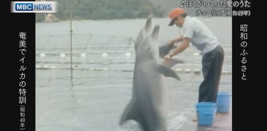1974年：「沖縄海洋博」に奄美のイルカ。捕獲～訓練の様子