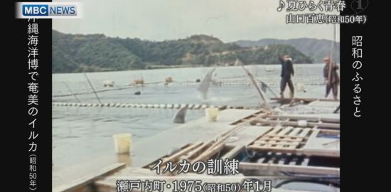 1975年：「沖縄海洋博」に奄美で捕獲・訓練したイルカが出演(後編)