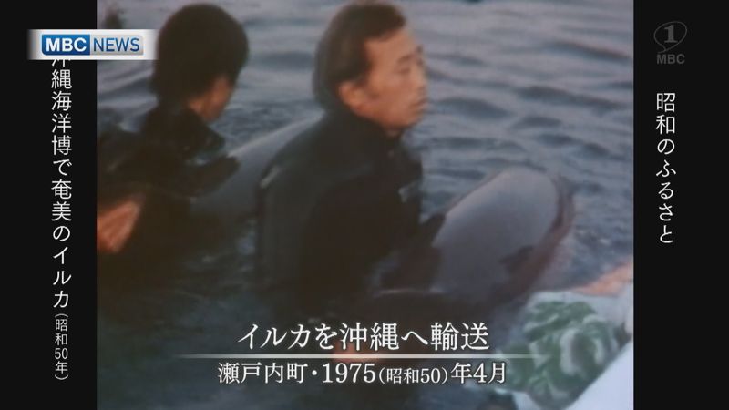 1975年：「沖縄海洋博」に奄美で捕獲・訓練したイルカが出演(後編)