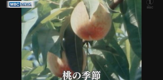 1978年：桃の季節、奄美のスモモ
