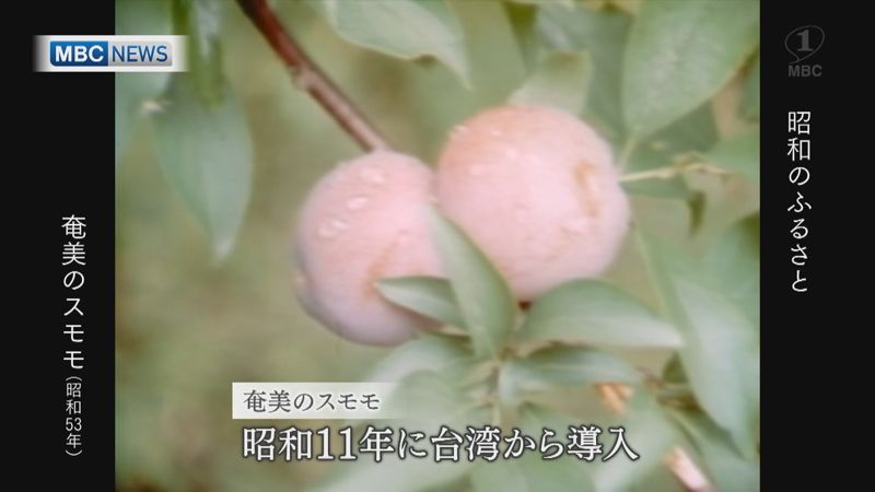 1978年：桃の季節、奄美のスモモ