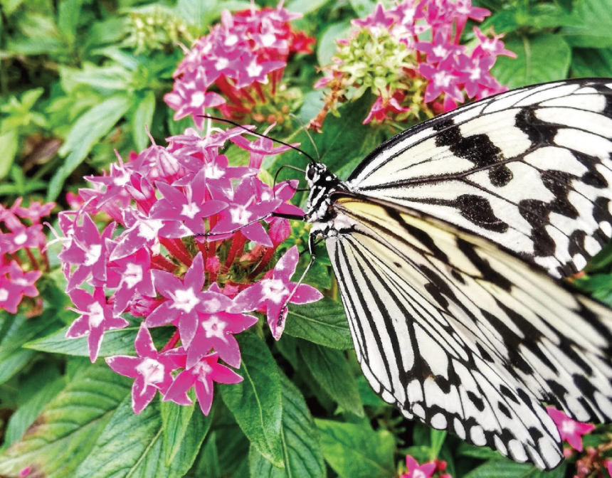 ふわふわ、ひらり。「フルフラガーデン」で、南国の美 しい蝶と過ごすひと時