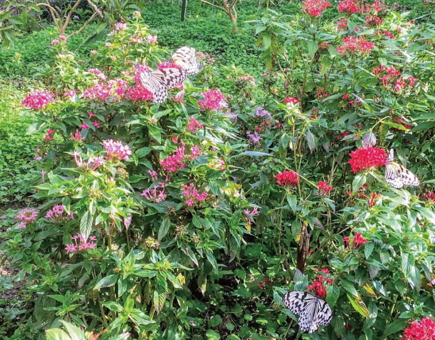 ふわふわ、ひらり。「フルフラガーデン」で、南国の美 しい蝶と過ごすひと時