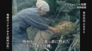 1979年：龍郷町で奄美に伝わるソテツみそ作り