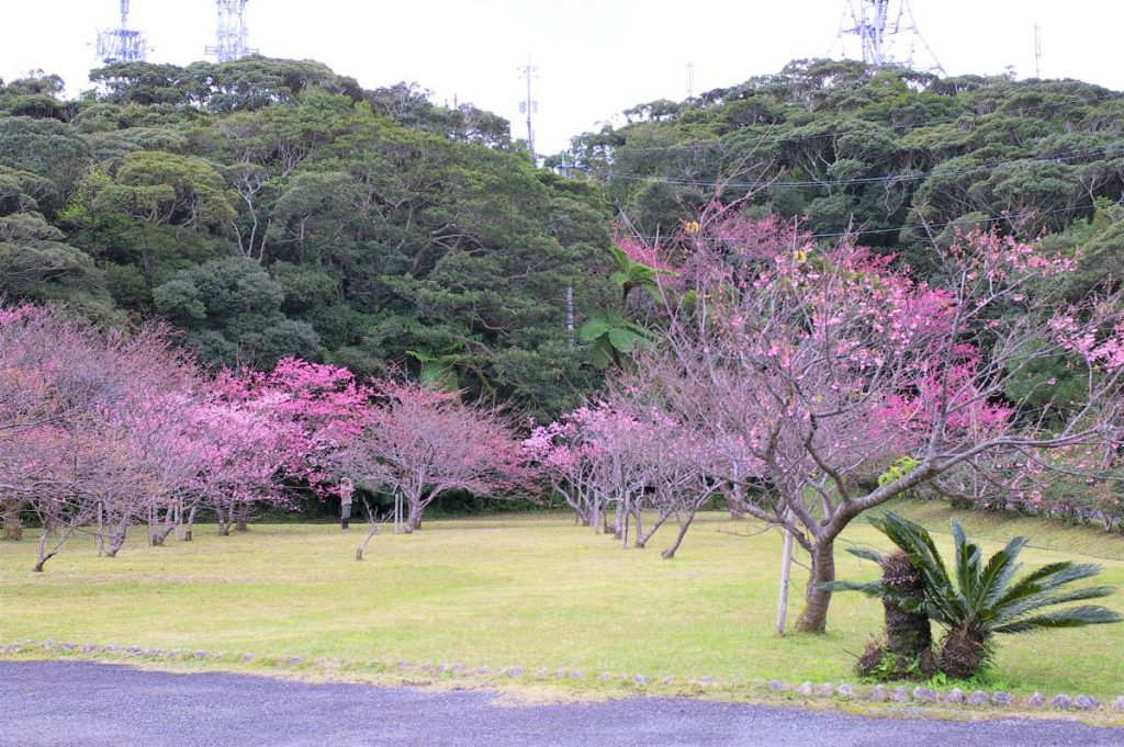 奄美大島南部・高知山展望台で「絶景」を堪能！1-2月はヒカンザクラのお花見も♪ 