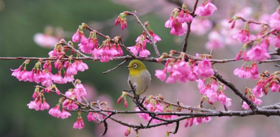 奄美大島南部・高知山展望台で「絶景」を堪能！1-2月はヒカンザクラのお花見も♪