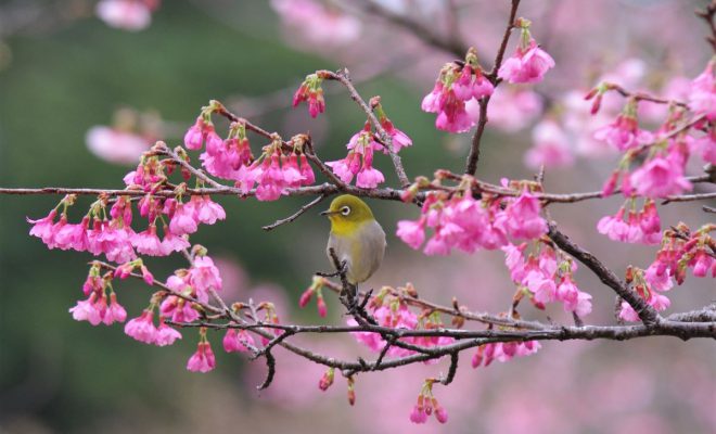 奄美大島南部・高知山展望台で「絶景」を堪能！1-2月はヒカンザクラのお花見も♪