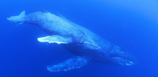 南海日日新聞〔写真〕奄美大島近海に出現したザトウクジラの親子＝１月３１日、瀬戸内町（興克樹さん撮影）