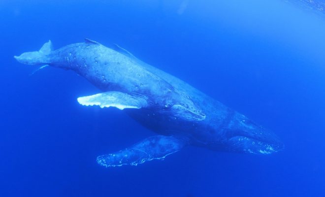 南海日日新聞〔写真〕奄美大島近海に出現したザトウクジラの親子＝１月３１日、瀬戸内町（興克樹さん撮影）