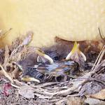 南海日日新聞〔写真〕カヤックの中の巣で、すくすくと育つアカヒゲのひなたち＝１日、龍郷町芦徳（城泰夫さん撮影）