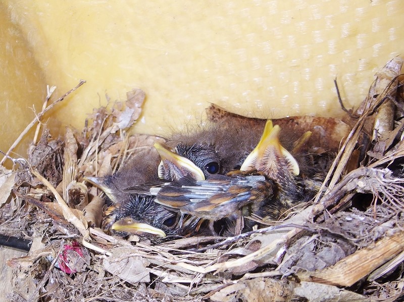 南海日日新聞〔写真〕カヤックの中の巣で、すくすくと育つアカヒゲのひなたち＝１日、龍郷町芦徳（城泰夫さん撮影）