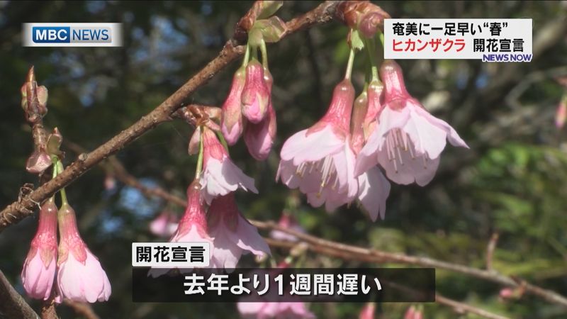 奄美大島に一足早い 春 ヒカンザクラ開花 あまみじかん