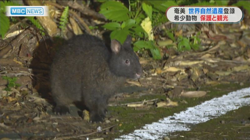 アマミノクロウサギ 保護 観光の両立を 大和村で施設整備へ あまみじかん