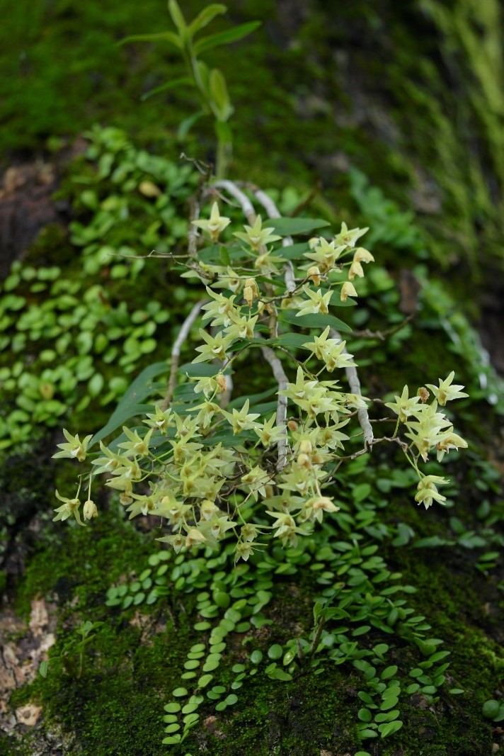 キバナノセッコク」県希少野生動植物に | あまみじかん