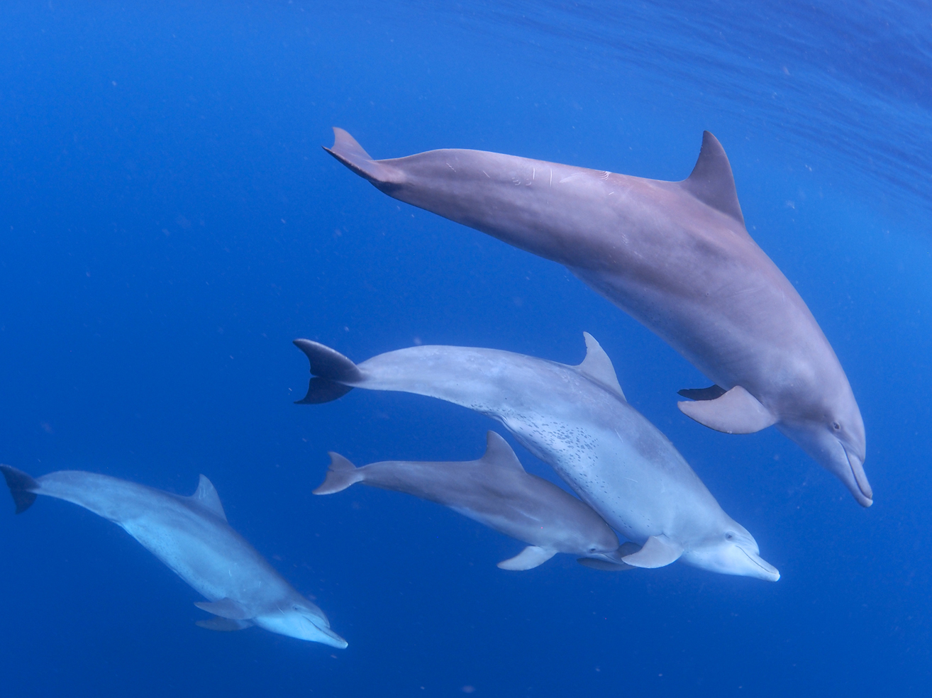 餌やり、接触」やめて 奄美クジラ・イルカ協会 イルカ遭遇時のルール