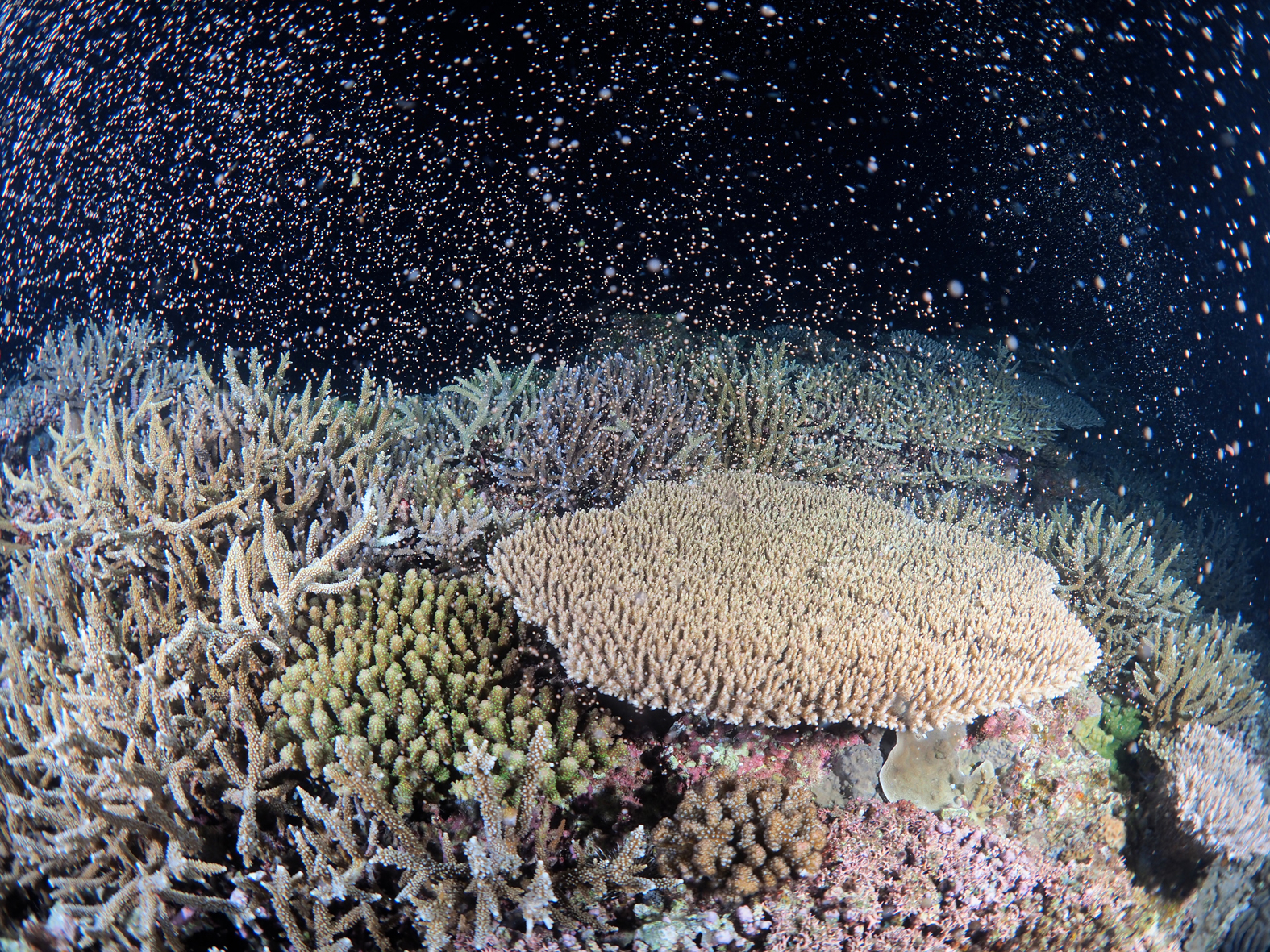 サンゴが産卵 奄美大島大和村沖～ピンクのカプセル、無数に漂う | あま 