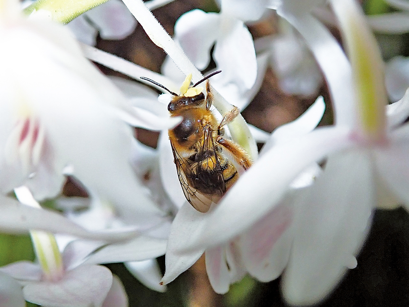 アマミエビネ生態明らかに 熊本大学＝蜜蜂１種だけ「だまし受粉」 | あまみじかん