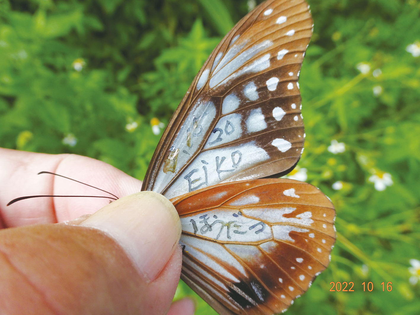 アサギマダラ、はるばる喜界島へ 旅するチョウ＝石川県から１千キロ以上の旅 | あまみじかん